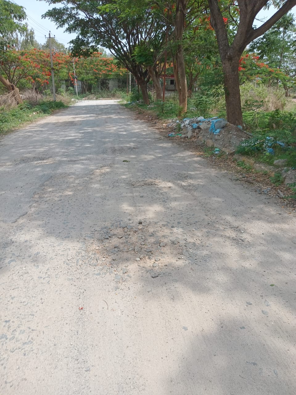 Nature at its best with big trees along the roads at Infenity Kranthi Tech City near Sarjapura Circle