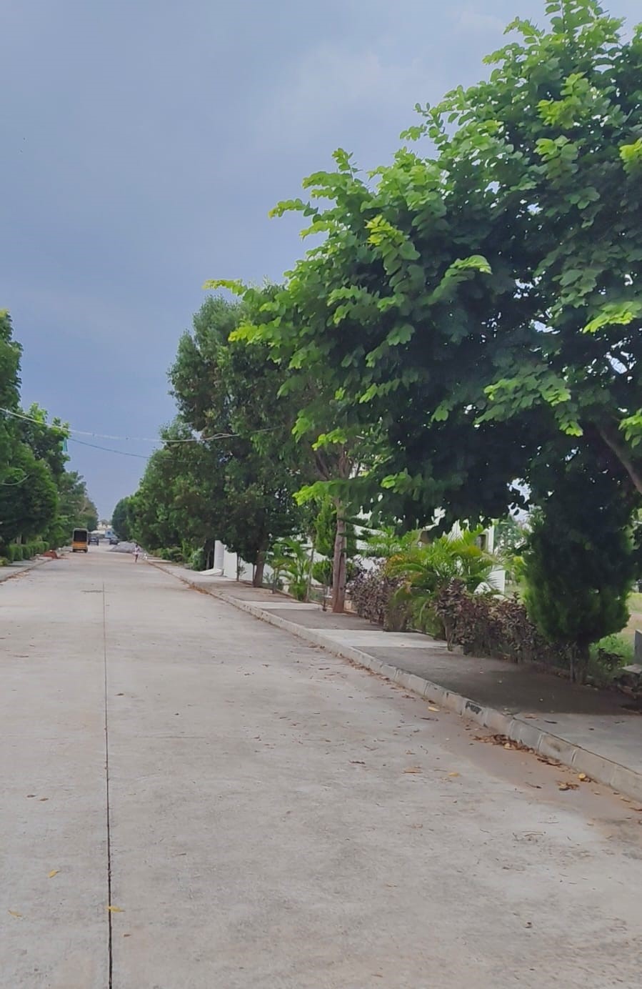 Trees lining up the wide roads at Infenity Pebble Creek - Sarjapura-Attibele road