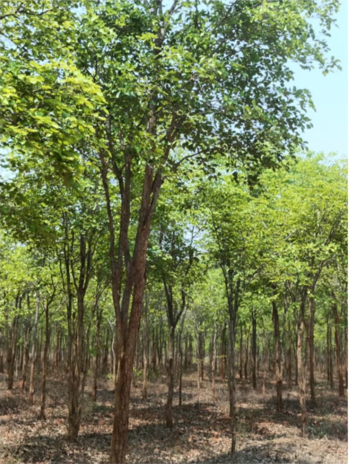 Image of red sandalwood trees