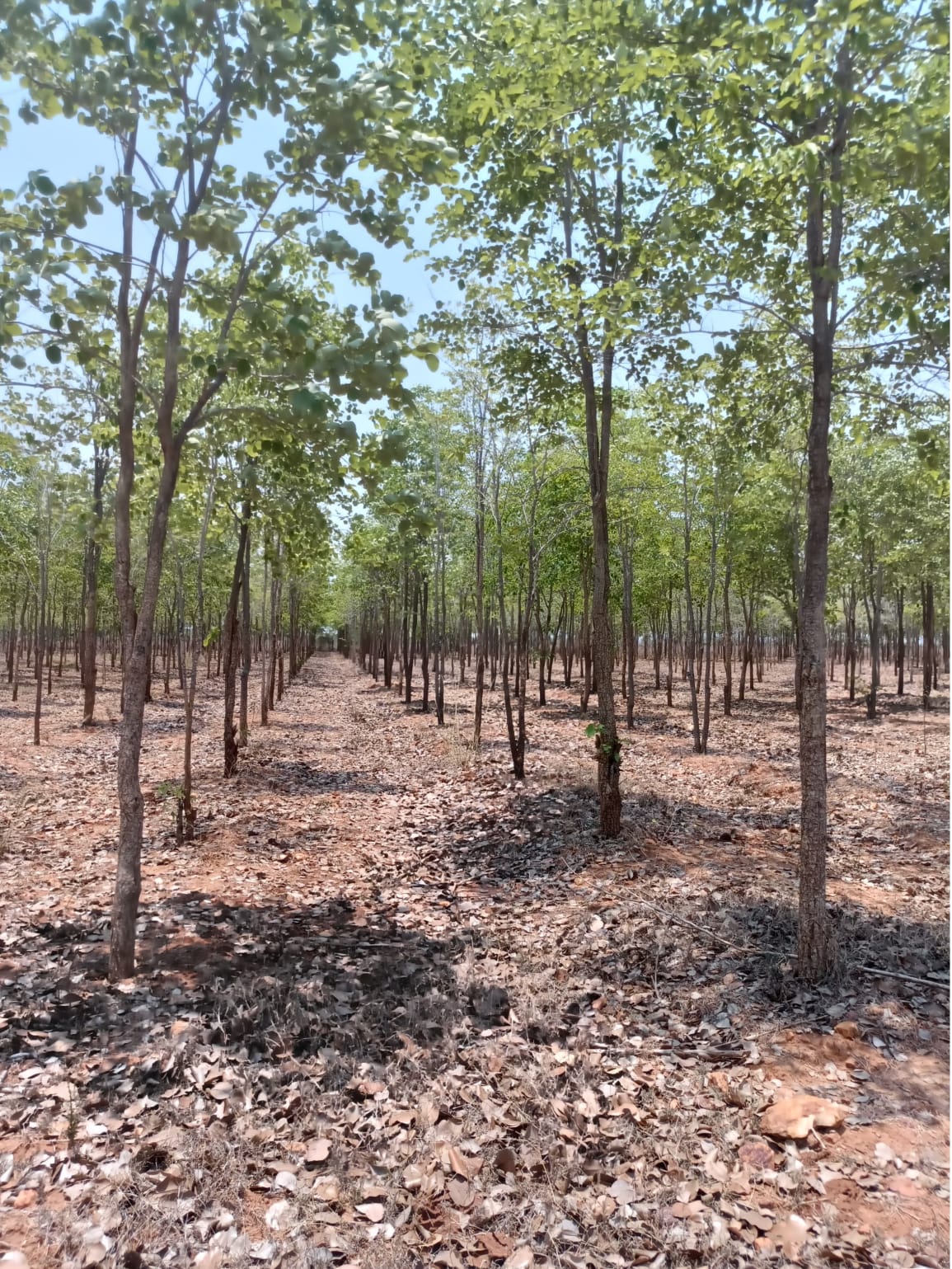 Red sandalwood plantation in farm land